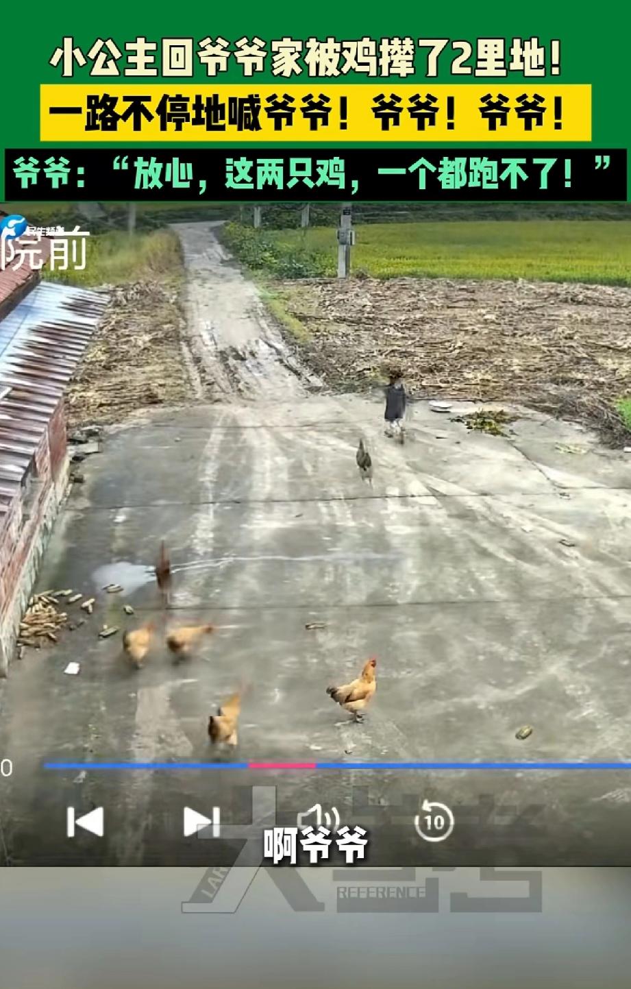 “笑不活了！”小孙女来到爷爷家，结果还没有进屋，就被两只撵了2里地。万万没想到的