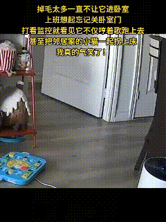 养猫最头疼的事，莫过于猫咪疯狂掉毛，家里到处都是轻飘飘的猫毛，擦不完扫不尽。