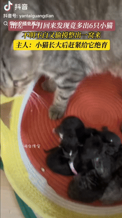 山东，女子要出差1个月，为了不让猫腻饿肚子，特意备了1月量的猫粮，可没想