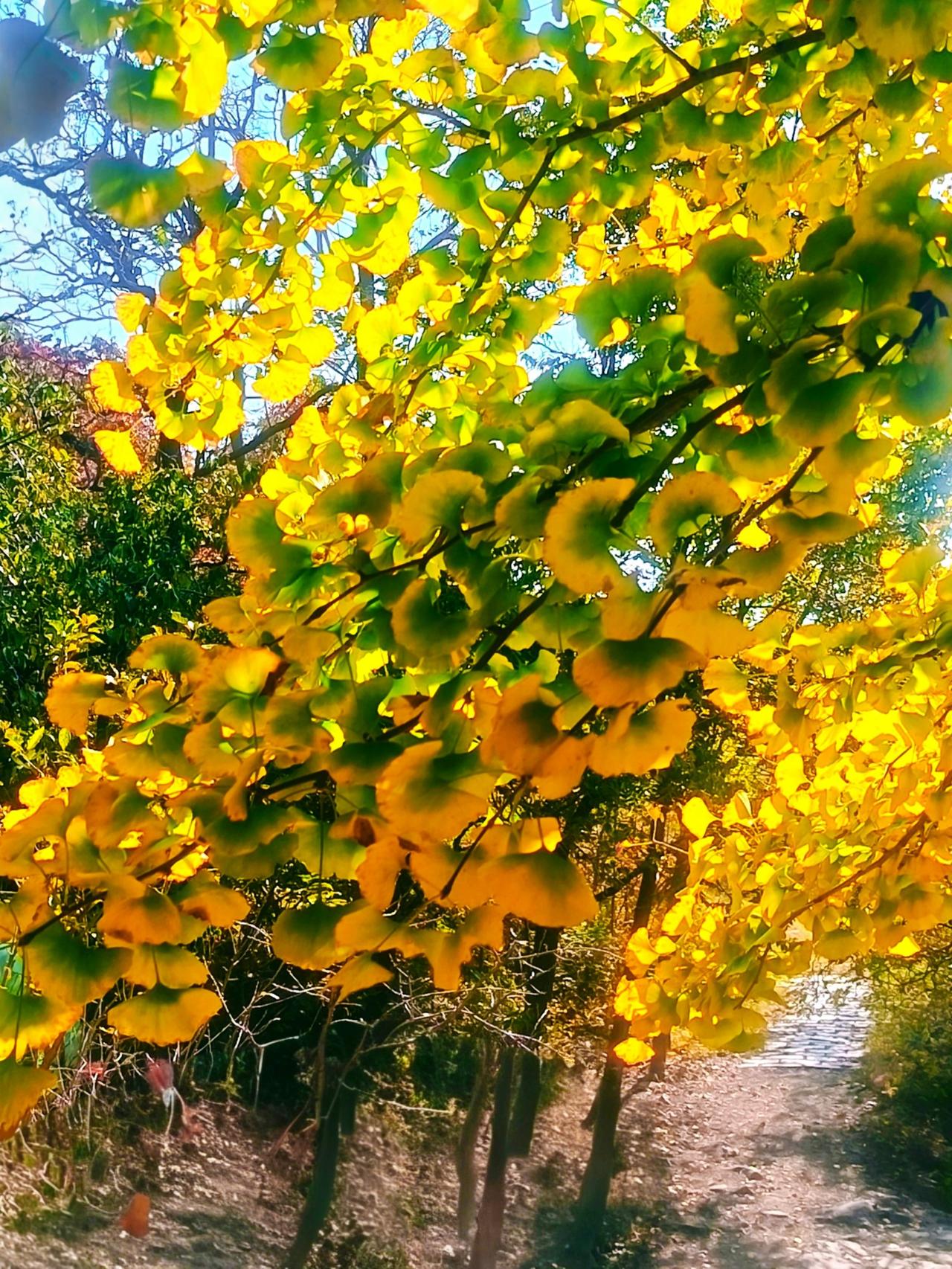 七绝•银杏黄时方方（山东）又是一年银杏黄，寻山捕景半痴狂。游靴踏遍黄