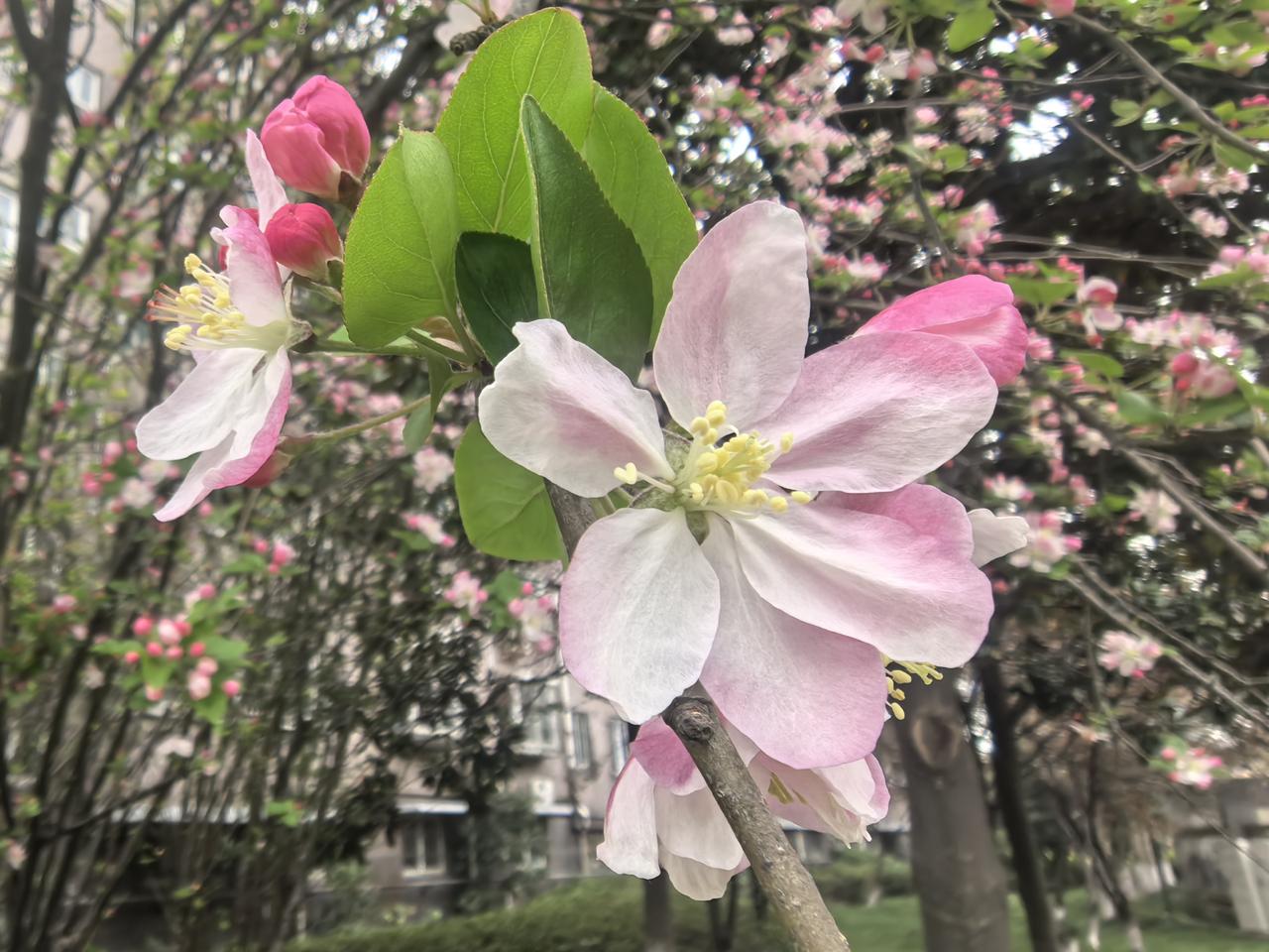 春日赏花，粉嫩的樱花绽放枝头，美不胜收！🌸🌸🌸
