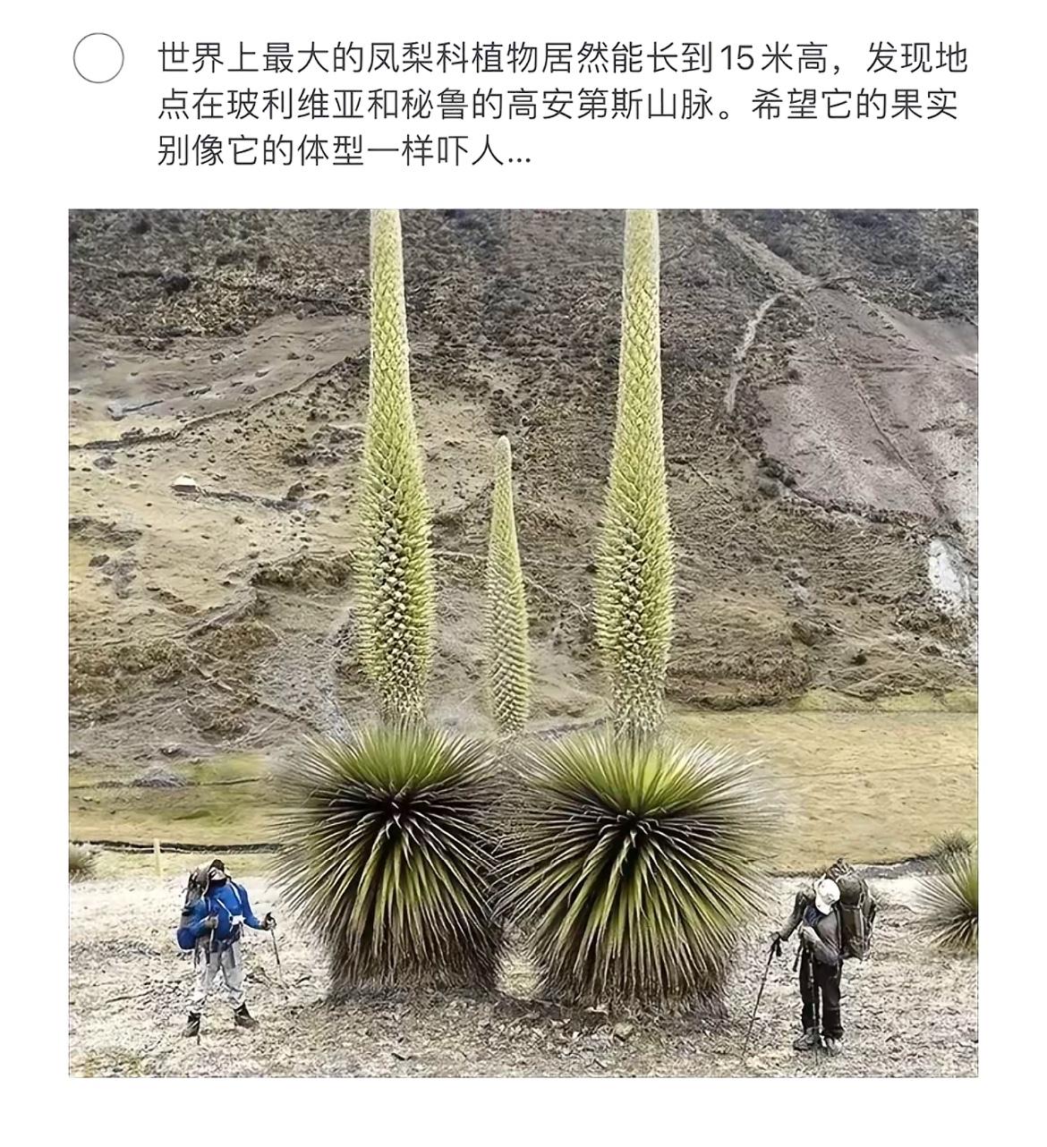 探秘秘鲁高安第斯山脉，遇见15米高的巨型凤梨科植物！🌳🌍这种凤梨科植物可能是