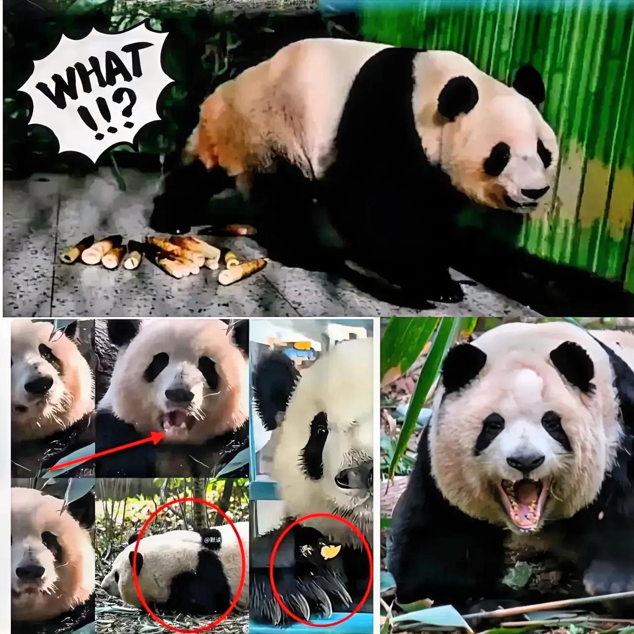 国宝晓晓这变脸功底，直接封神！咱国宝晓晓蕾蕾的双标名场面也太戳了！在日高冷