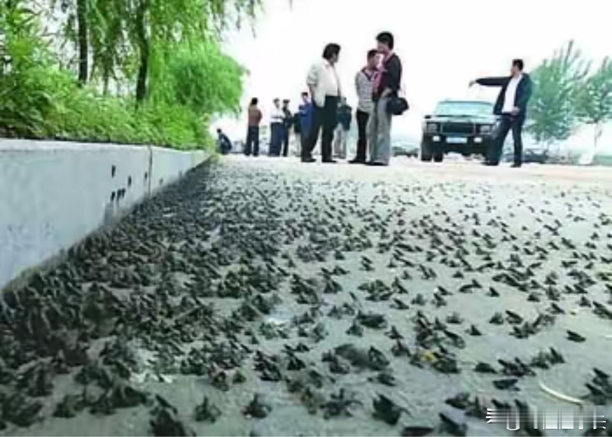 沈阳数万只蟾蜍宝宝过马路沈阳铁西森林公园周边，数万只刚完成蜕变的幼年蟾蜍开启集体