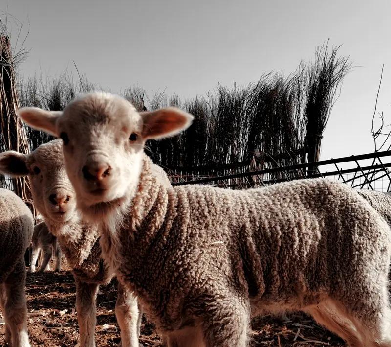 说件尴尬又开心的事，就在刚刚吃中饭时，把别人放冰箱里的菜（羊肉），放微波炉加热准