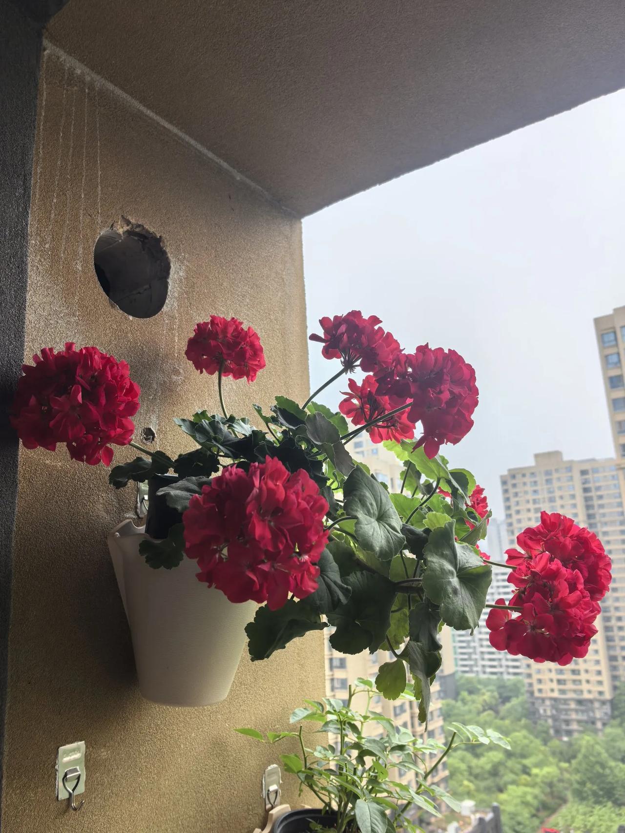 阳台养花最优秀的花出现了，不是月季，不是绣球，而是这个大家都不怎么看得上的天