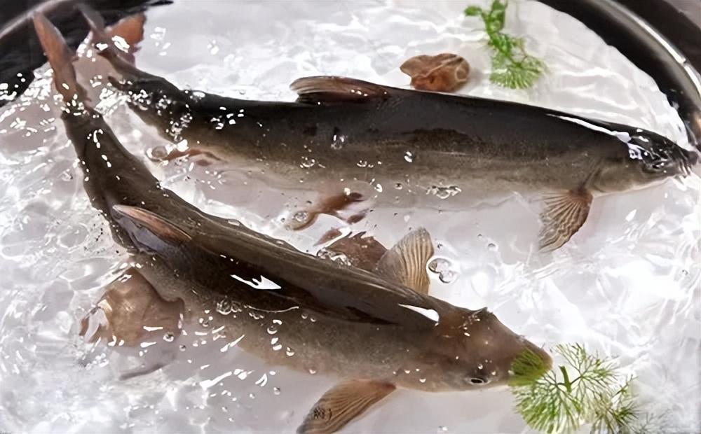 2026春节云南自驾避坑记：碧峰峡的萌宠与“天价鱼”的教训2026春节自驾