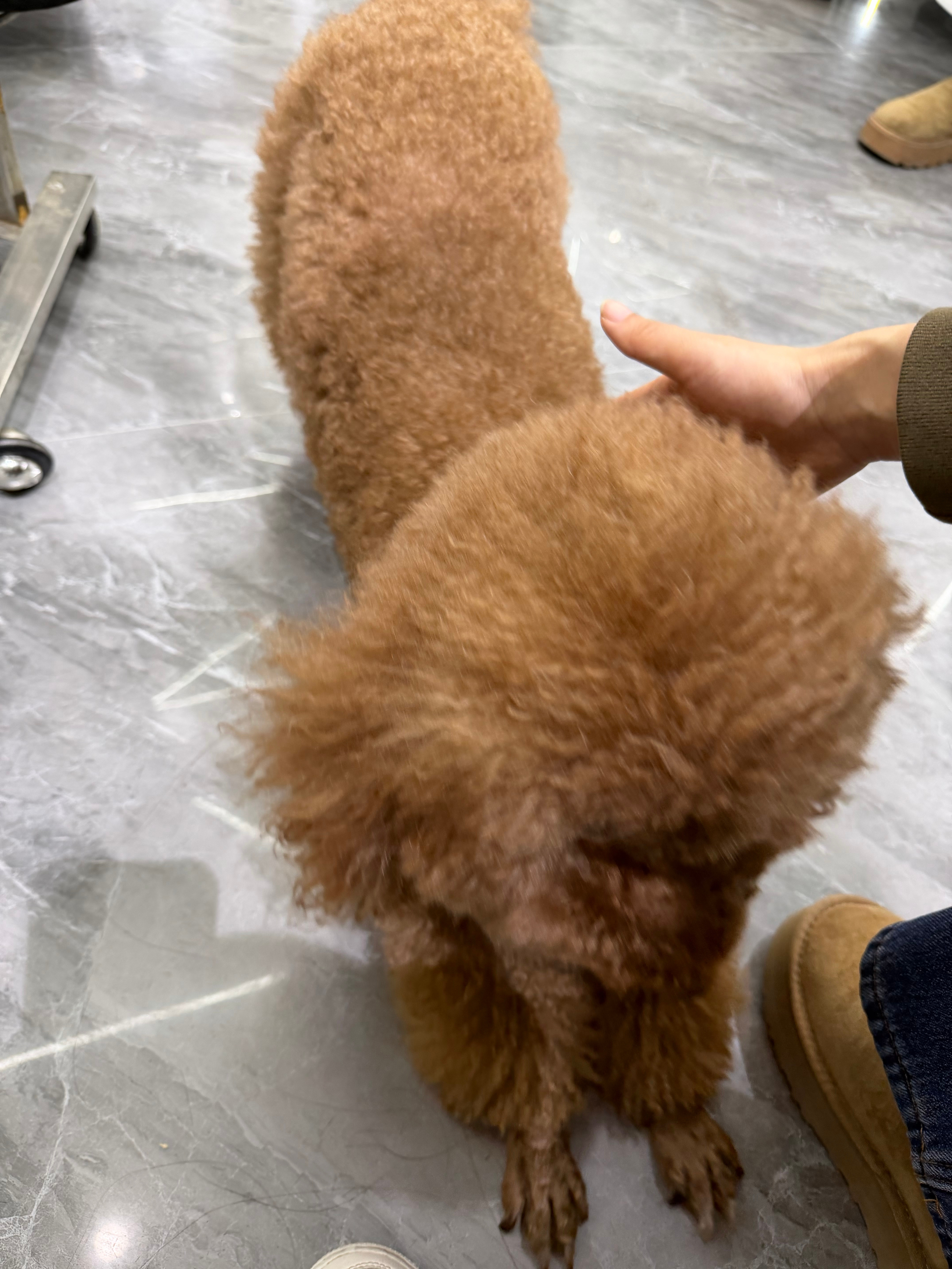 可爱🐶受不鸟自己的发色