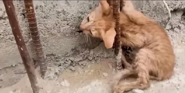 早晨出去锻炼，发现墙角一只流浪猫不知道什么原因头钻进了钢筋的缝隙里，它喵喵叫着拼