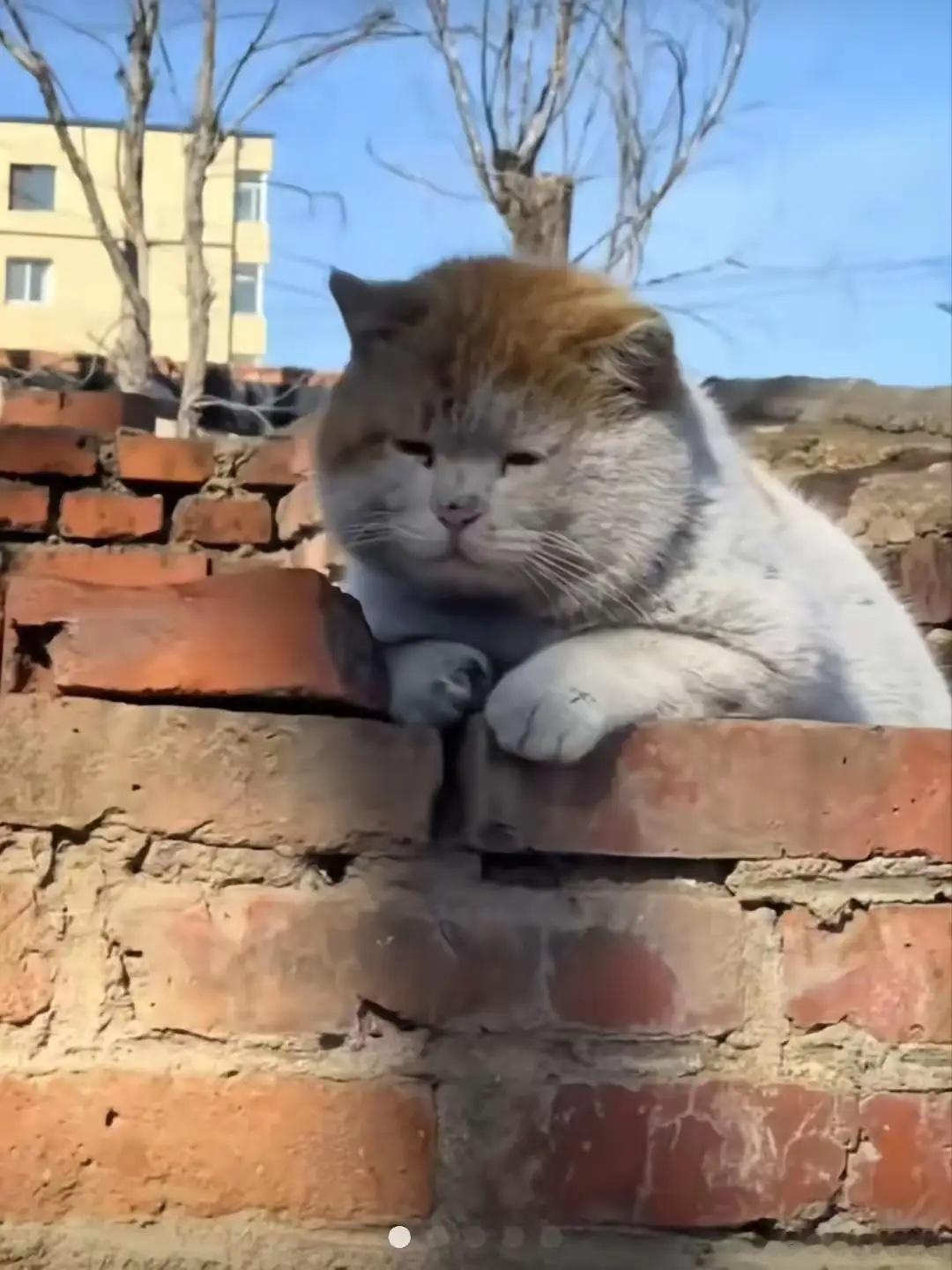 只要你蹲下来，轻轻唤一声，它犹豫片刻后，会用那个脏兮兮、苦巴巴的脑袋，拼命蹭你的