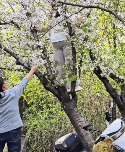 上海女子爬树压塌20年樱花树哈哈哈哈，这个新闻干到热搜第一了PS.我看有评论区说
