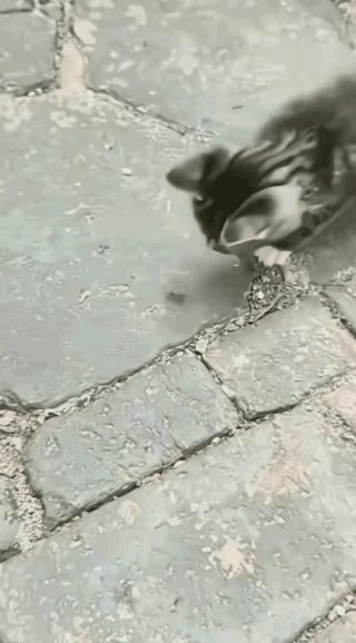 谁能想到，小猫一时的好奇心，直接给自己惹来了一场教训！猫咪在路上