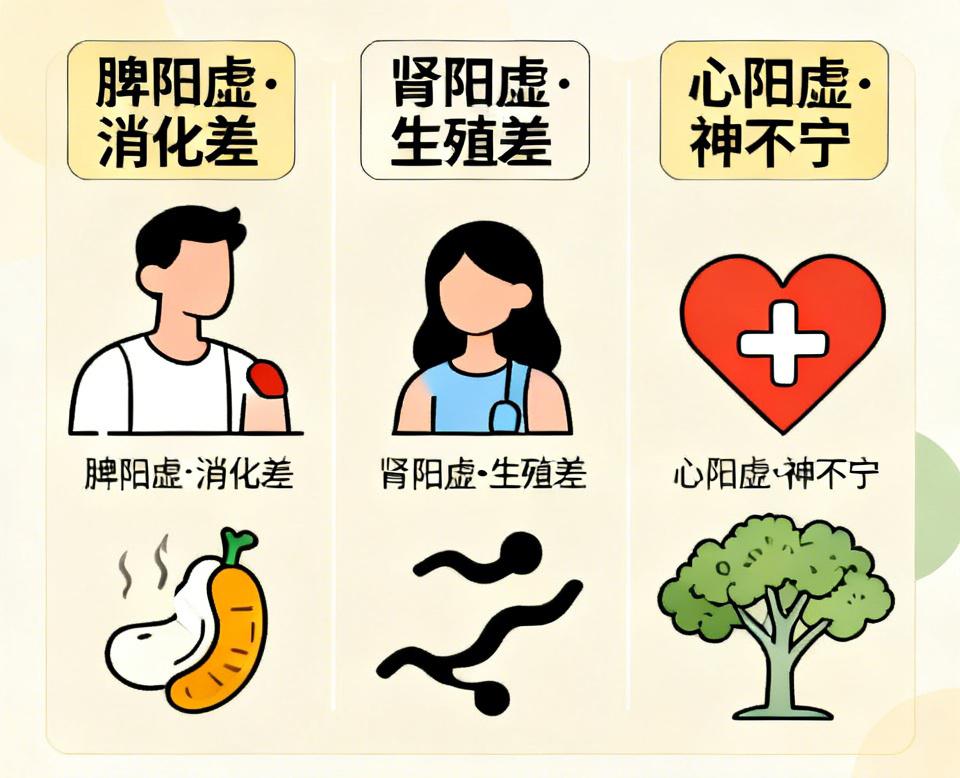 脾阳虚消化差，肾阳虚生殖差，心阳虚神不宁，3个经典中成药，一文说清阳虚的人越