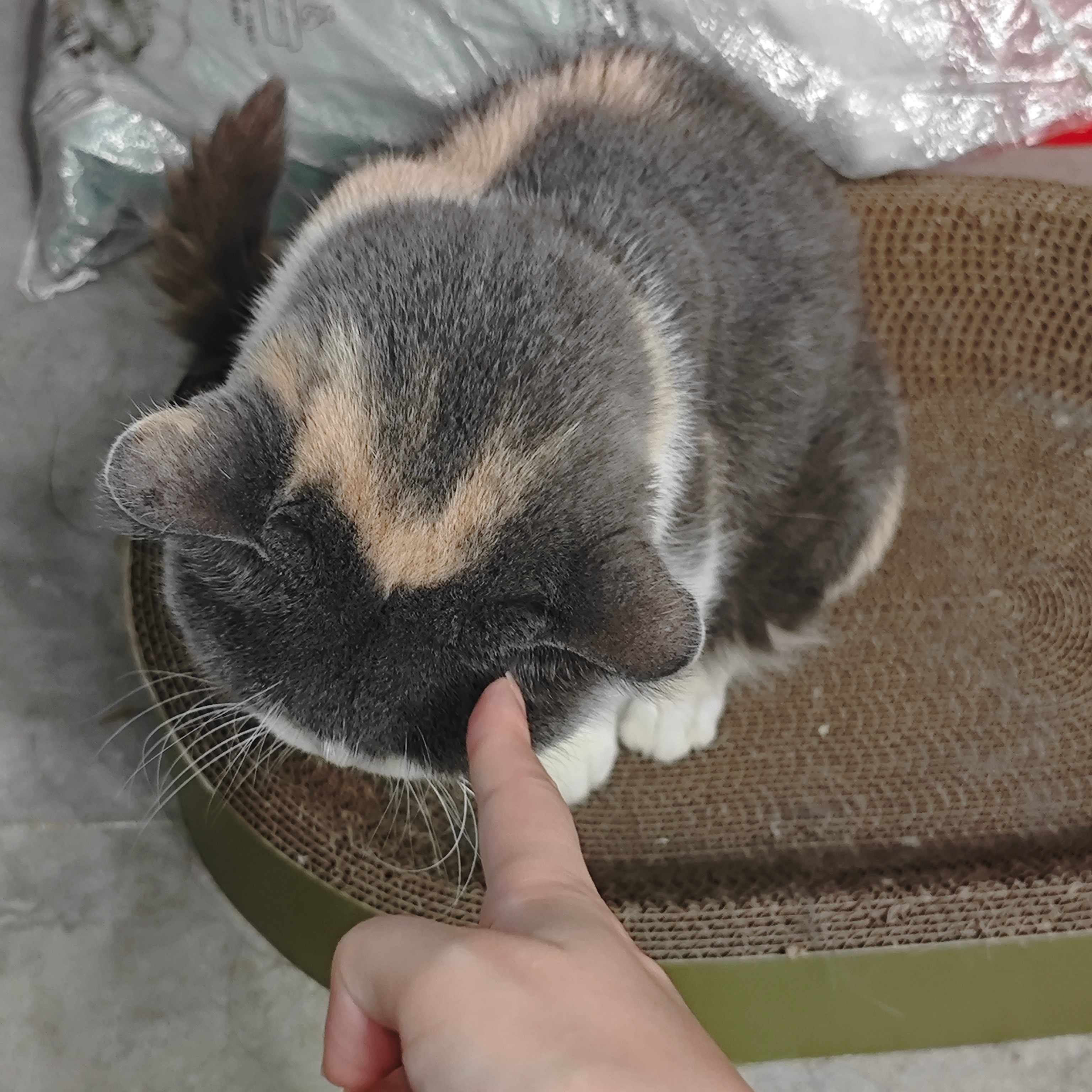 铲猫砂发现这几天三只猫上厕所频率小了很多，一扭头发现三花趴在猫啥附近的猫窝里看着