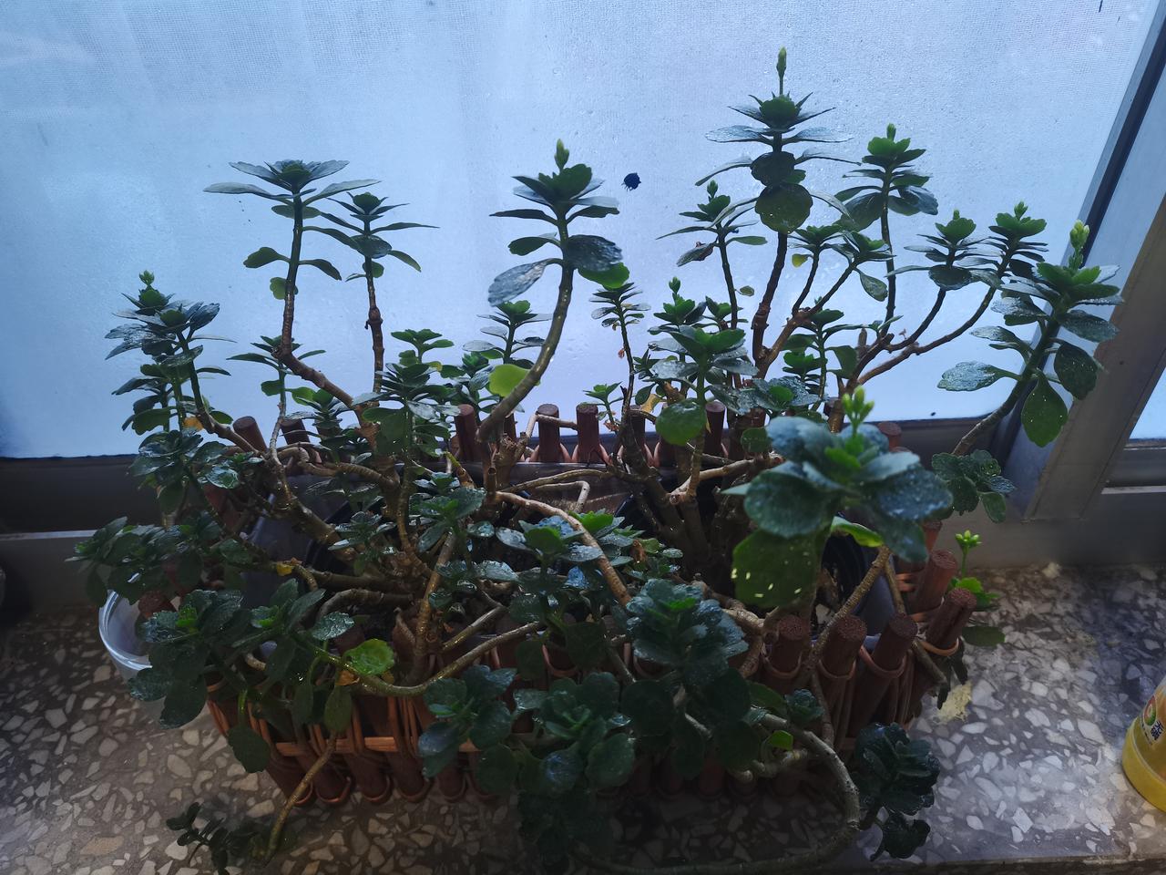 推开办公室的门，最先打招呼的，不是同事，是窗台上那盆绿植。几天没注意，竟然冒