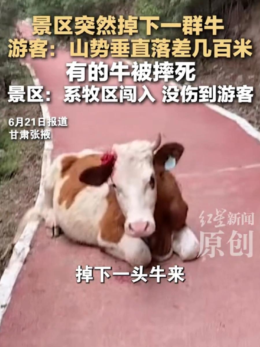 头牛领错路牛群摔沟里9死1伤。牛主人要哭了！一头牛价值1万多，9头牛就是10万