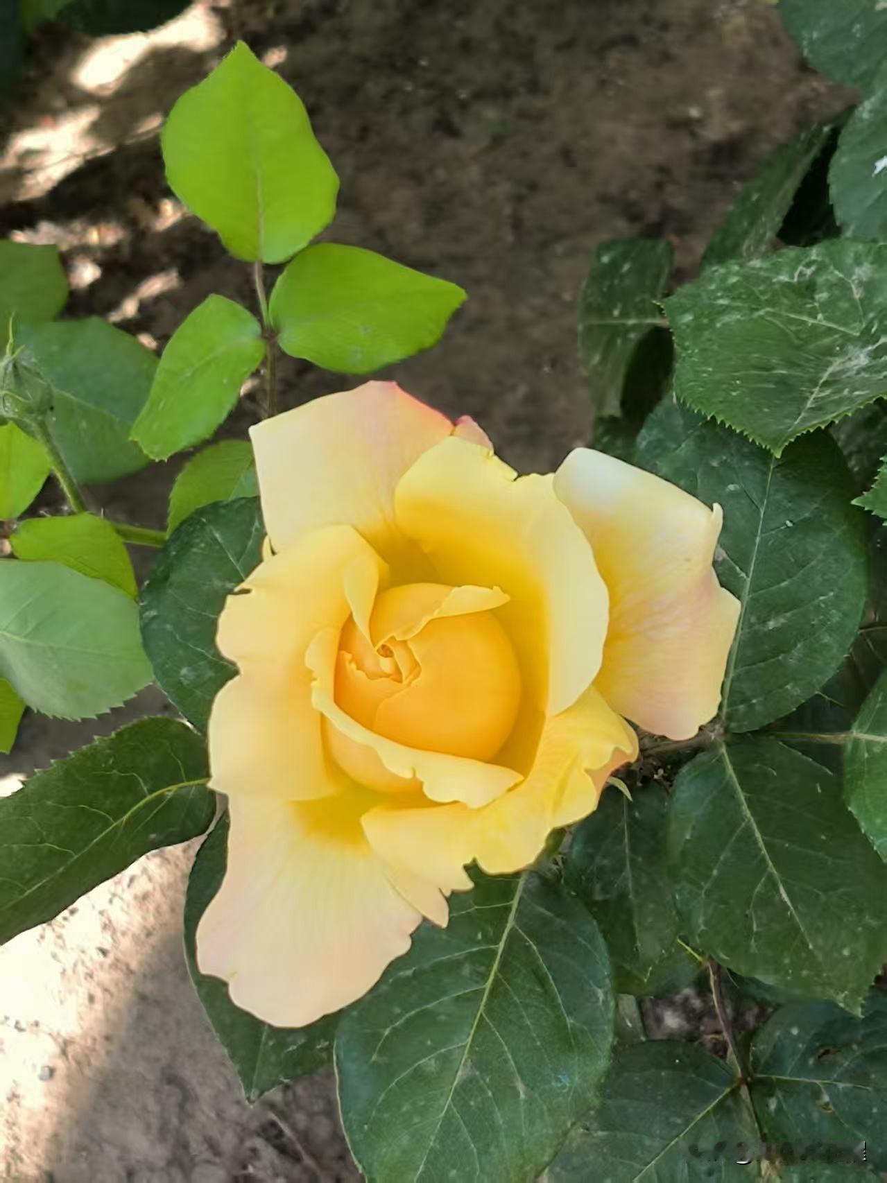 人民公园，胜春园里的月季花，已经开了不少了，黄色红色花朵在绿叶间显得格外耀眼。含