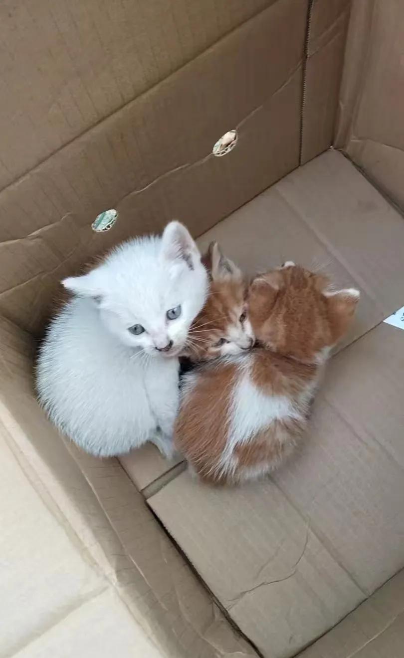 我去给别人家维修暖气管道，刚进门就看见房主端着纸壳箱子往外走，我顺嘴问了一句，“