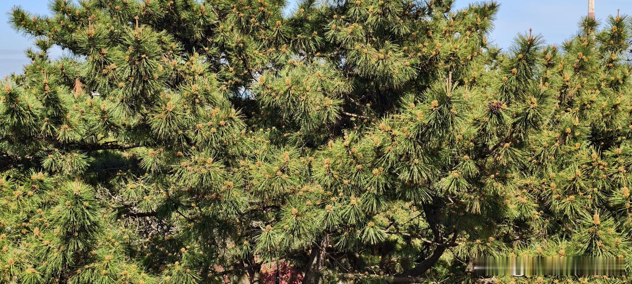 在单位混了10年才明白：上司最想要的不是你的忠心，而是这两个字。老铁，听句大