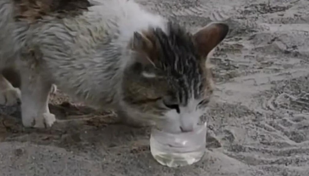 罗布泊深处，一只猫的求生绝唱