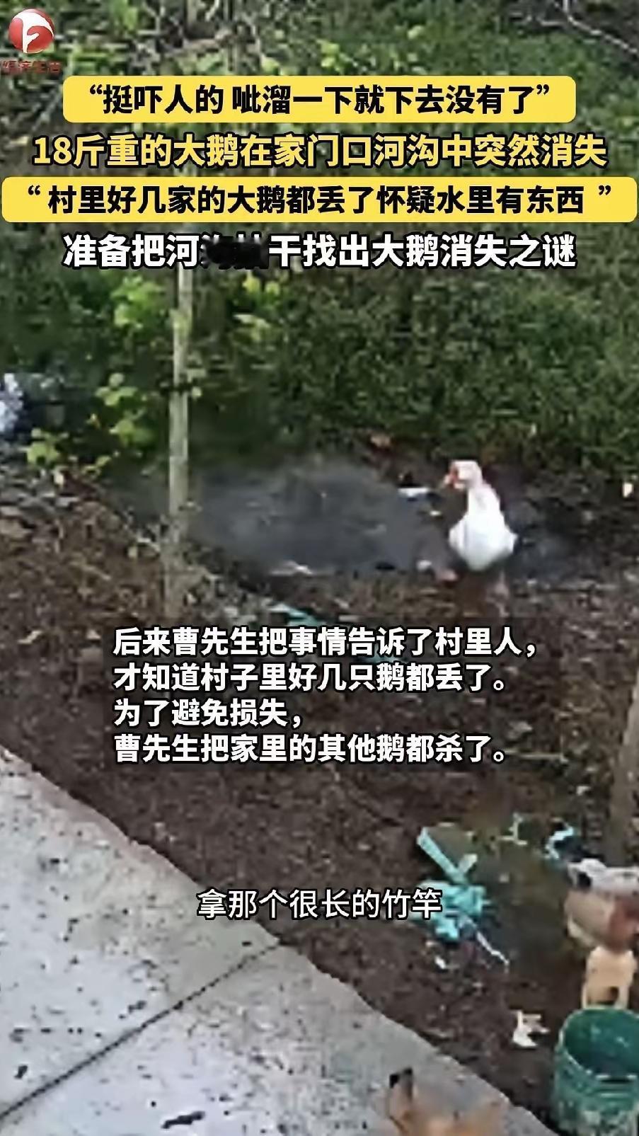吓懵了！河南村民家18斤重的大鹅河边喝水，眨眼间就没了踪影，村里接连丢了好几只鹅