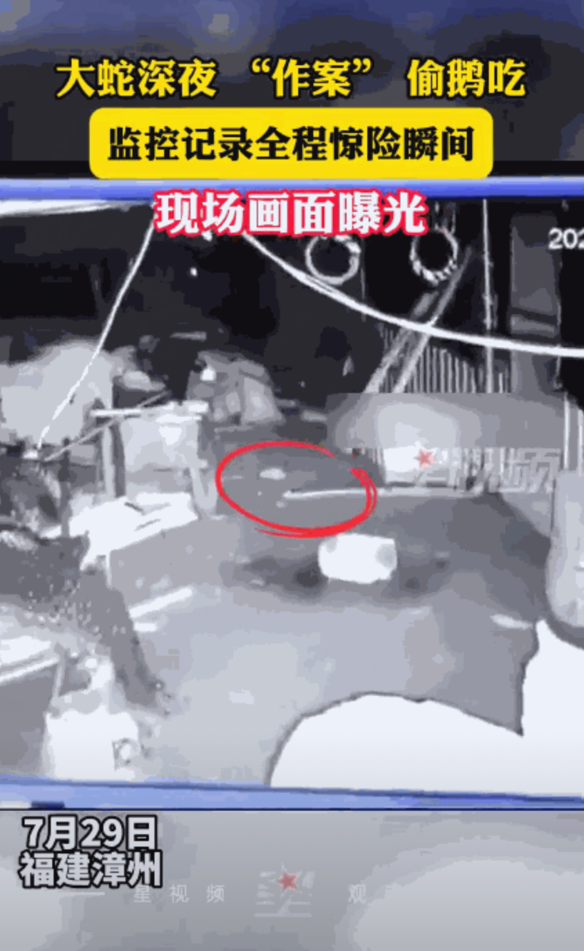 “太可怕了！”7月29日，福建漳州，男子发现家中的大鹅少了2只，以为被小偷给偷走