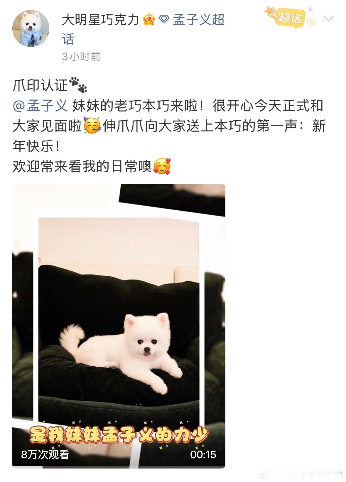 孟子义的狗巧克力也有自己的专属账号了“大明星巧克力”