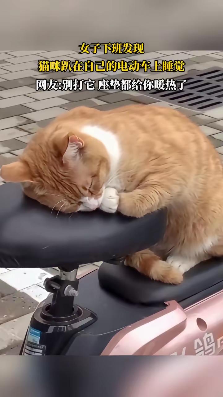 太可爱了流浪猫四海为家走到哪里就睡在哪里[爱心]