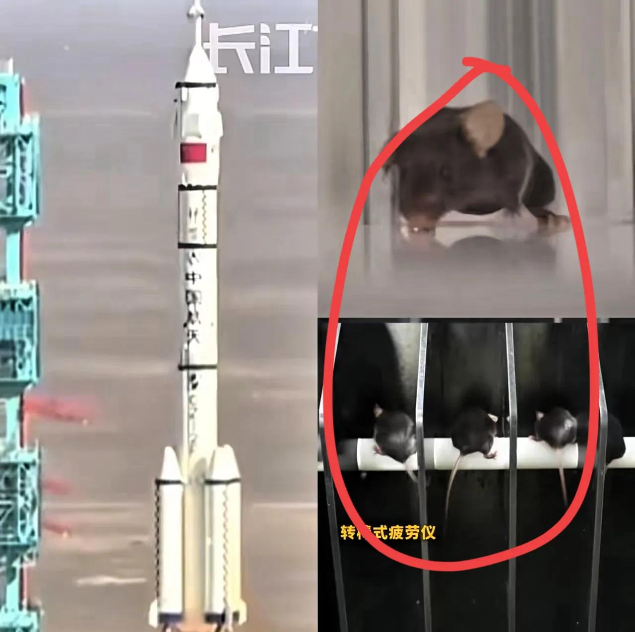 这下出名了,不仅中国,连全世界都知道了,除了三名航天员飞上太空,另外还有