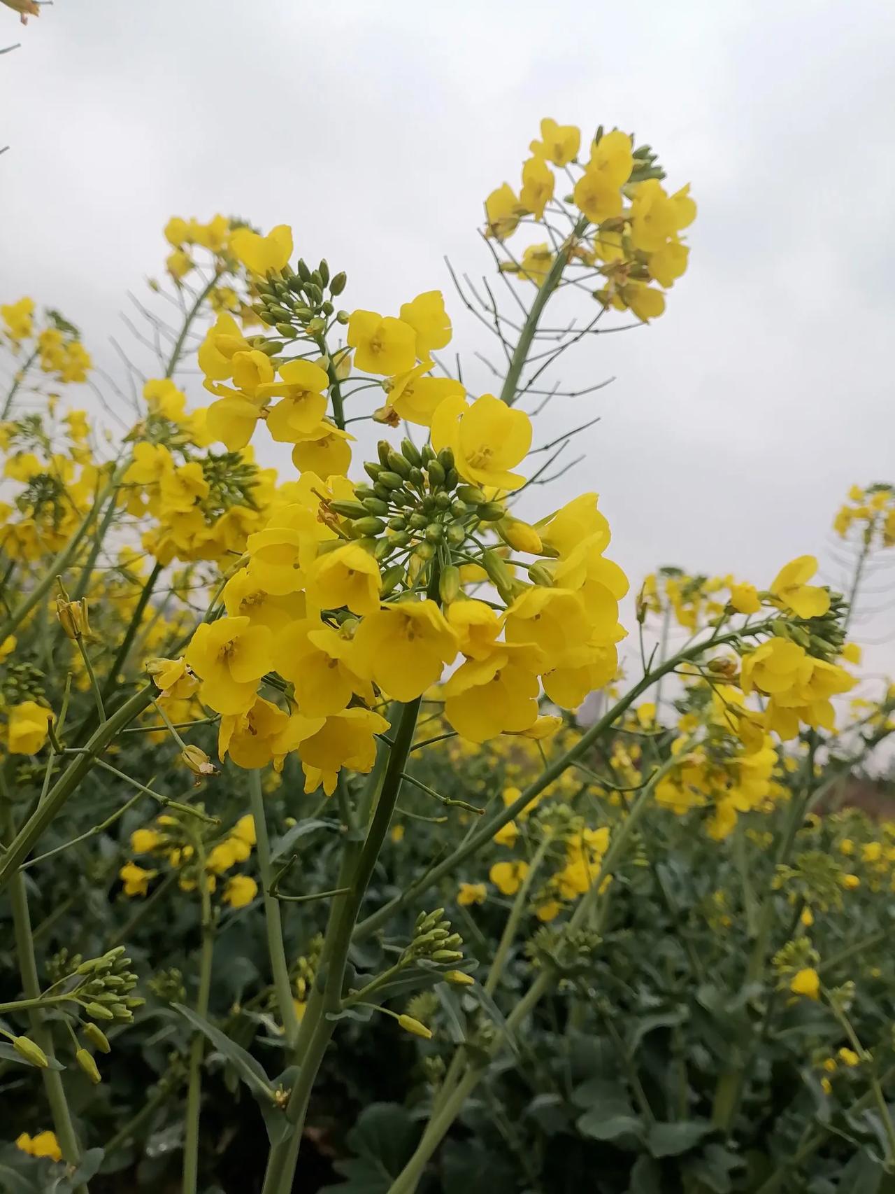 分享春日出游好去处