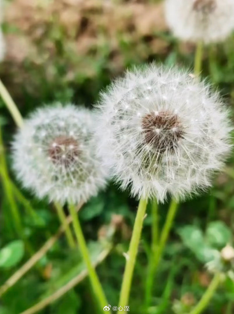 蒲公英种植方法1.选地整地选光照充足、排水良好的地块，深耕20-30cm，每亩
