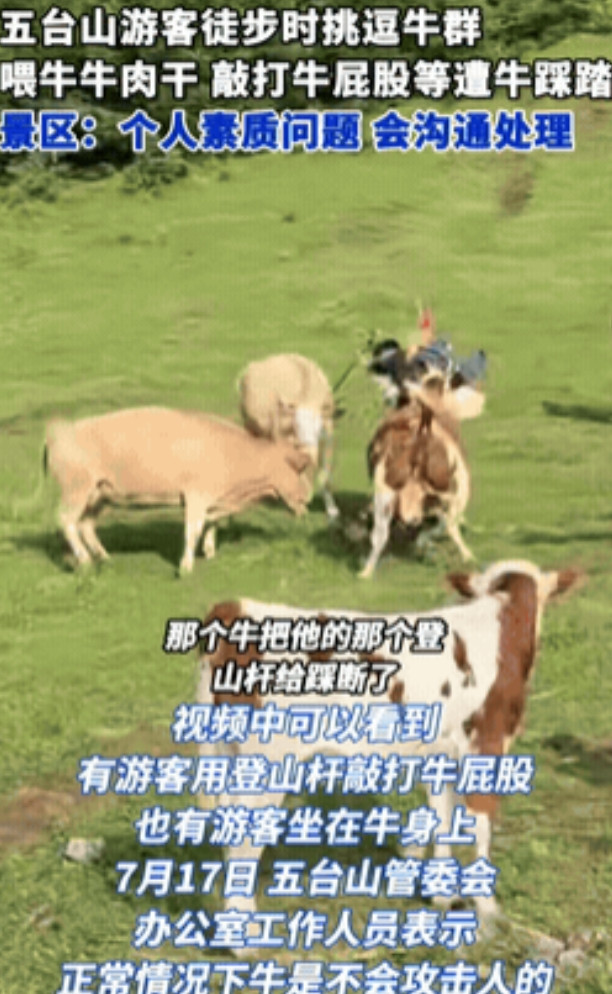 “自作自受！”五台山风景区，有几名游客徒步时闲着没事干，故意捉弄牛群，而且他们还