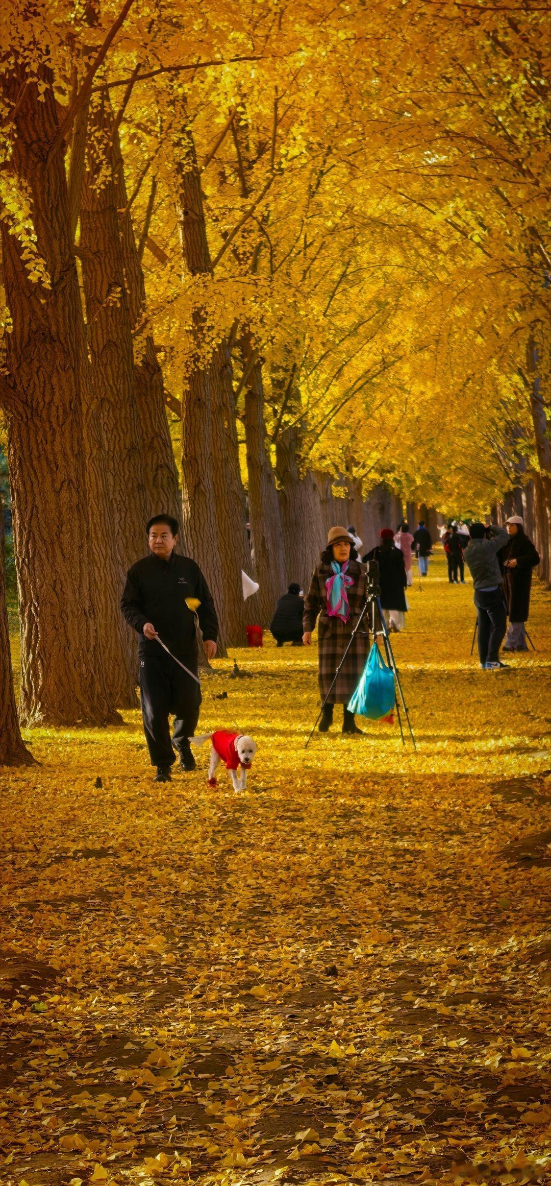 周日清晨的钓鱼台银杏大道，金叶铺满一地，在阳光下闪着金光，不少市民和游客早早赶来