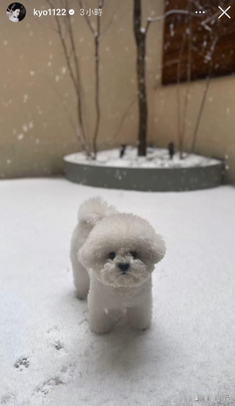 宋慧乔分享日常，陪爱宠Ruby玩雪，和好友相聚，生活好惬意！