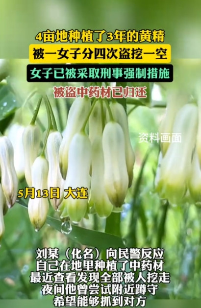 “想钱想疯了！”5月13日，大连一男子在自家地里种了4亩黄精，眼看丰收在即，谁料