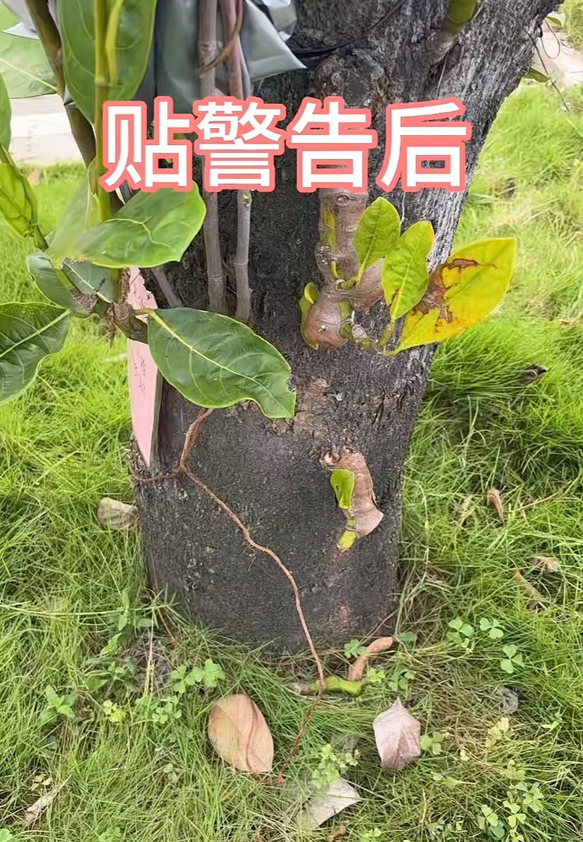 本来好好的，一贴jg，第二天就被摘了