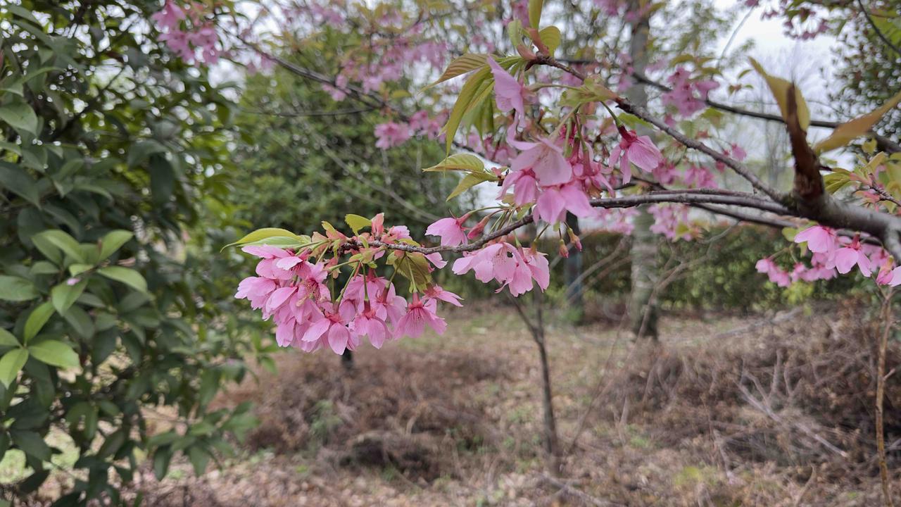 现在的年轻人成家后，往往有一部分并不想与父母同住，即使父亲或者母亲是单身一个人，
