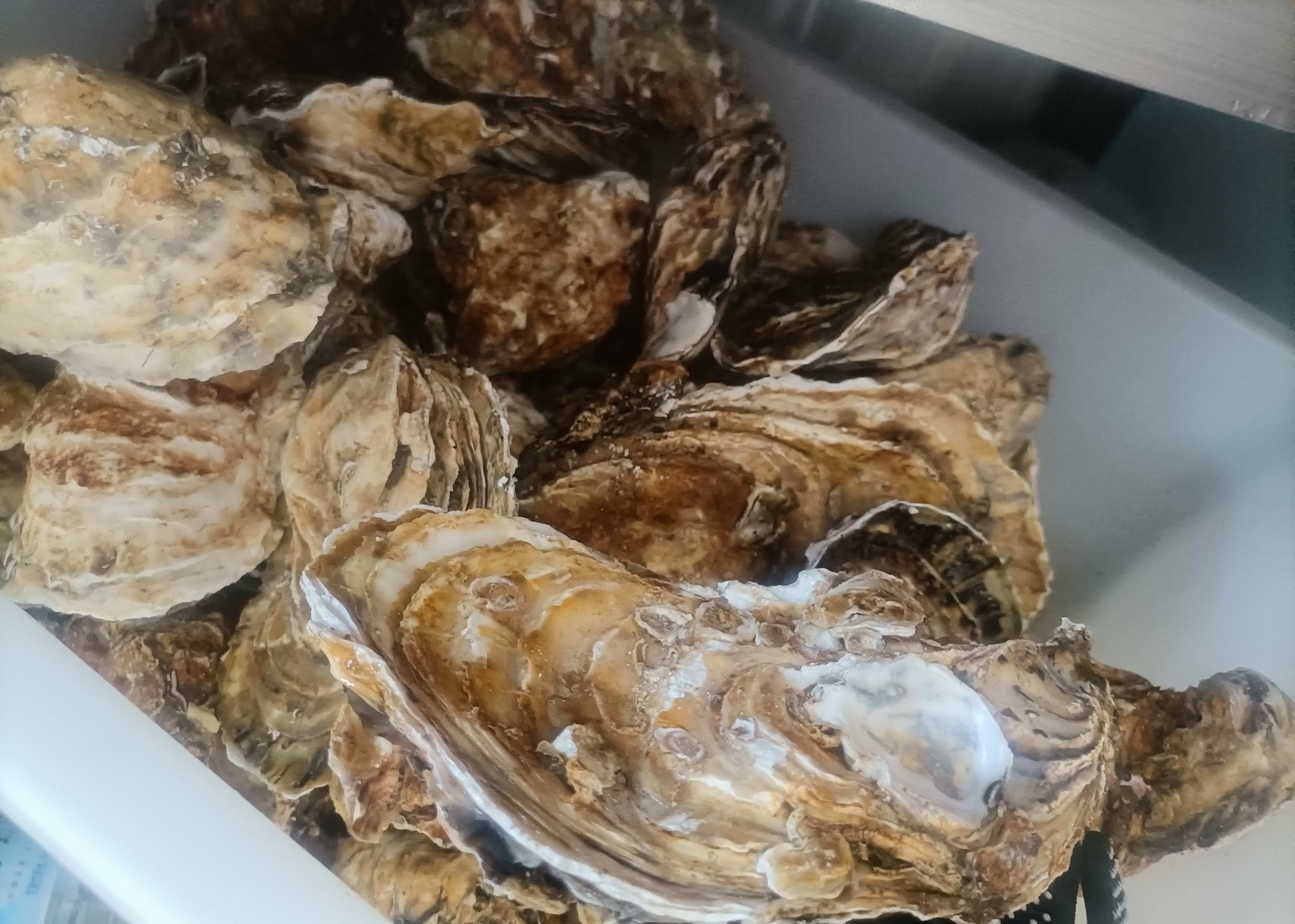真好，我还活着，以后再也不吃那么多生蚝了，可是还有这么多怎么办[哭哭]​​​