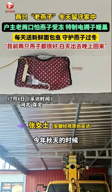河北，两只“老燕子”无力南飞，留户主家过冬。没想到，户主老两口给两只燕子买了电褥