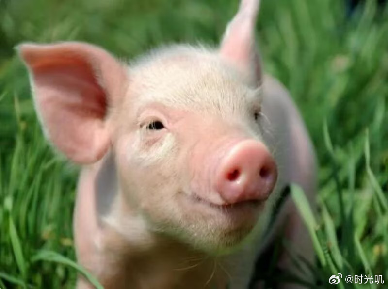 全国猪价已跌破5元现在全国生猪价跌到4-5元一斤，养殖成本要7.5元，养殖户每卖