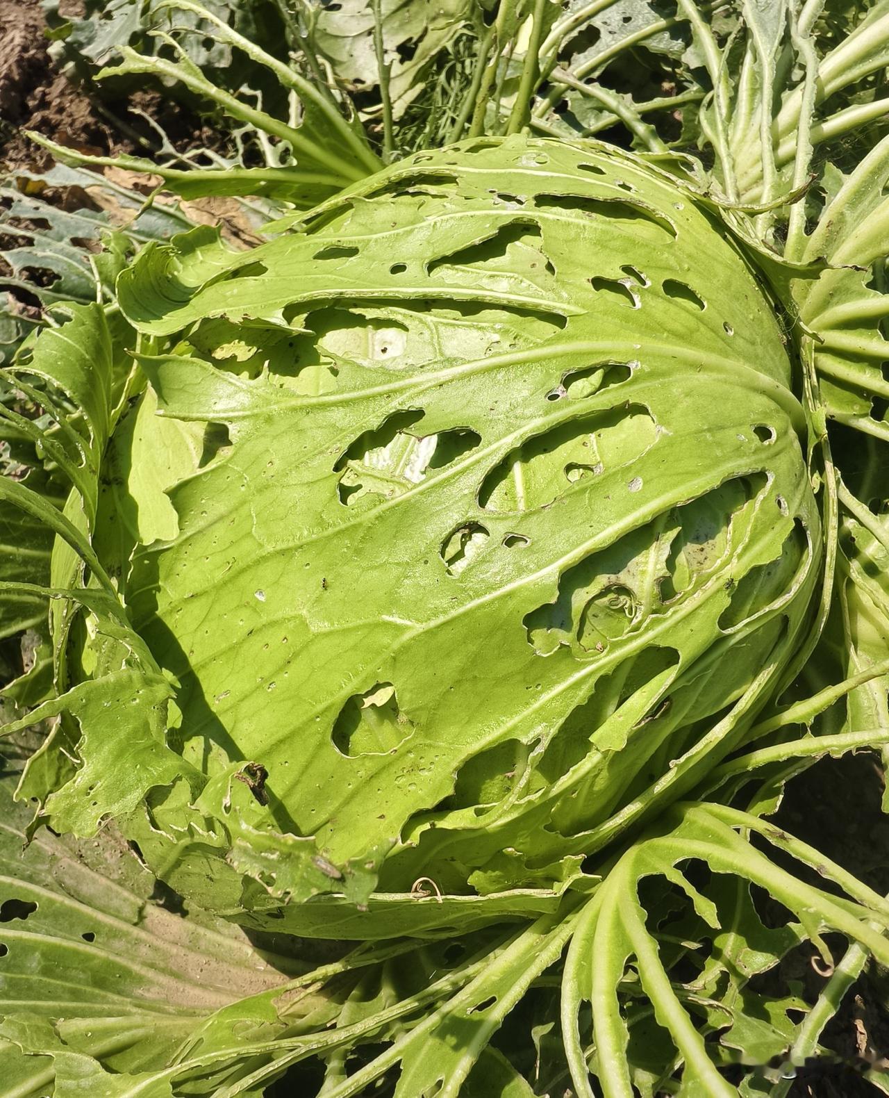 上周回乡下父母家，看到菜园里的包菜上爬满菜青虫，包菜叶子被啃得只剩下叶脉。我