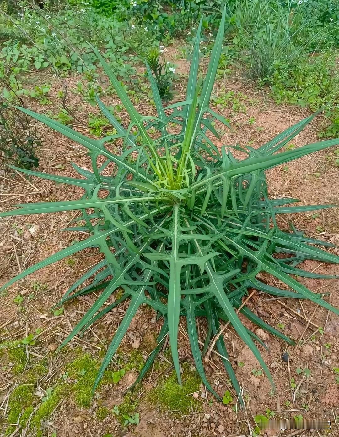 我在想，蜘蛛是不是看到这种草，才有了灵感织网？