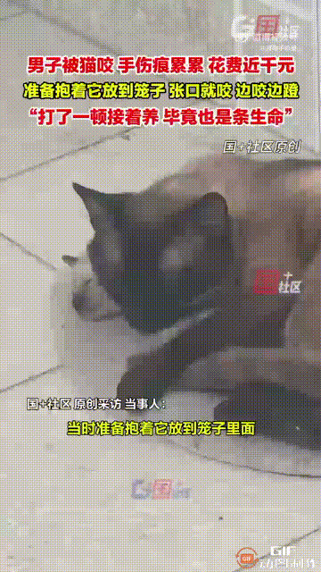 河南一名男子养了一只小猫两年，本来小猫一直都比较温顺，可有天当他想要把小猫抱进笼