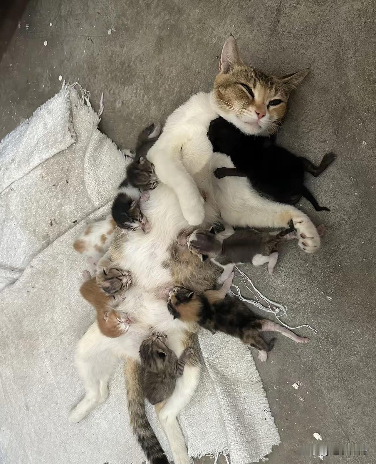 邻居嫌麻烦把刚出生的小猫一家扔到了院子外面，可怜的小猫只能到处找点吃的艰难养活几