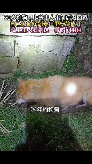 陪伴主人长达20年的狗狗在送走主人后，悄然离去，再也没有回来。主人忙完工作回到