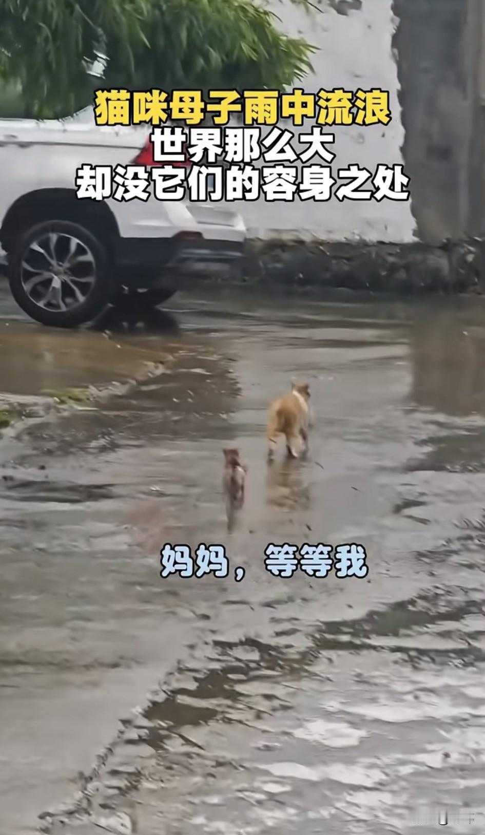 泪目了！这天一位小姐姐下班回家，由于下起了暴雨，她只好撑着雨伞缓缓地走着，当她走