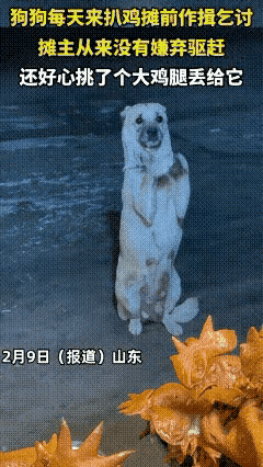 它不吵不闹不抢食，安安静静等在一旁，用最体面的方式求一份生机，这份为母则刚的坚韧