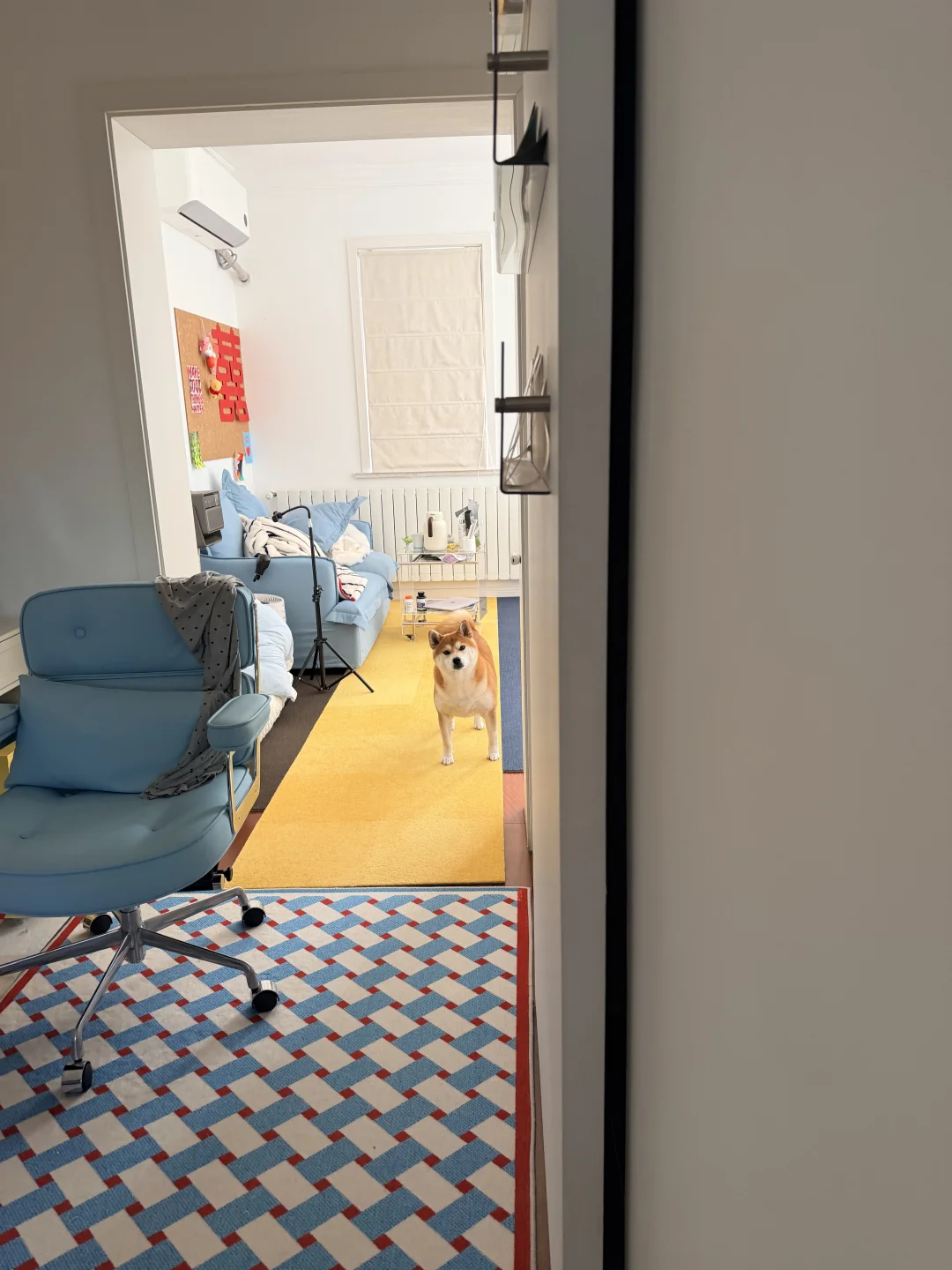 偷偷在楼下喂流浪狗被它发现了