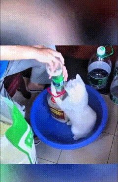 恁瞅瞅俺家这小猫，真是成精了！俺往桶里灌大米，它非得凑过来，小爪子扒着桶边儿，帮