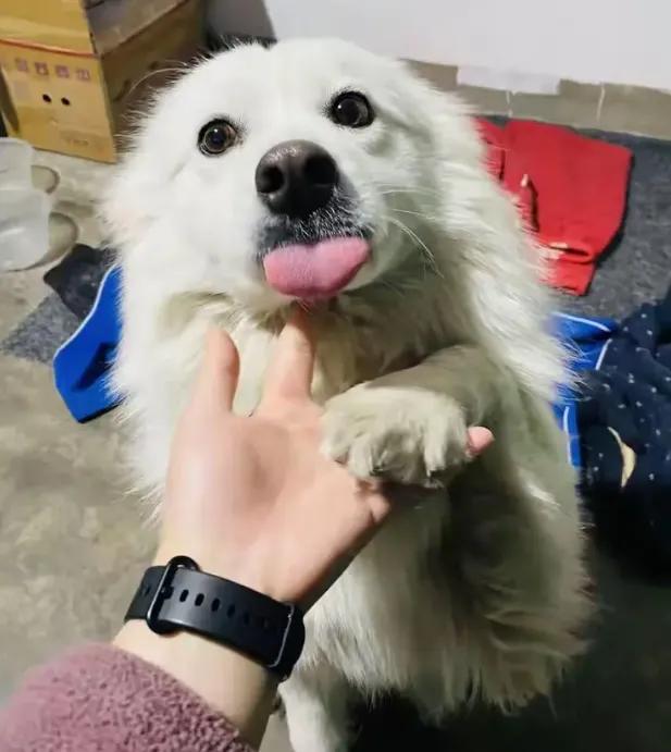 看着监控里那只养了7年的萨摩耶在火笼中惨叫，姜女士的心都碎了。两个男孩两次把点燃